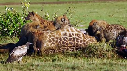 Leones contra Hienas: La Batalla por la Supervivencia en la Sabana