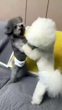 Funny Maltese Dog Argument / Ceartă amuzantă între câini Maltese