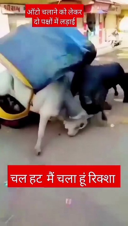 Bull vs bull