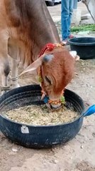 cow eating food