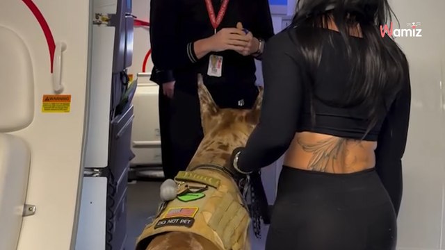 Une passagère prend l’avion avec son chien d’assistance, la race de l’animal laisse tout le monde bouche bée