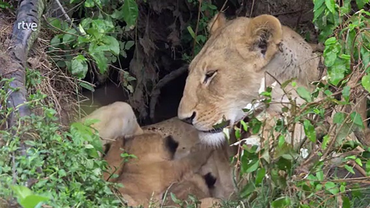 Documental El Sabor de la Sabana: Herbívoros y Carnívoros en su Hábitat Natural"