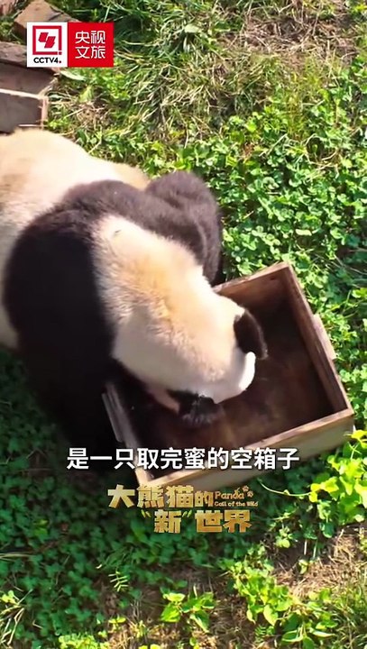 CCTV4的微博视频 - @CCTV4 的视频 - 视频 - 微博