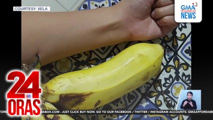 Ga-brasong bunga ng saging na latundan, ikinagulat ng mag-asawa nang tumubo sa kanilang bakuran | 24 Oras