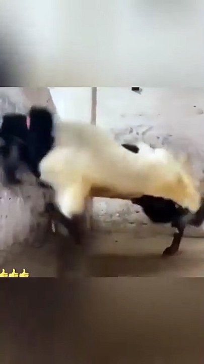 عید پر نیا بکرا لیا ہے
