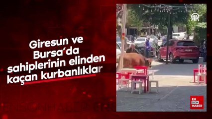 Giresun ve Bursa'da sahiplerinin elinden kaçan kurbanlıklar yakalandı