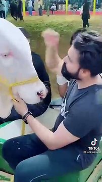 Qurbani Ka Janwar _ Cow qurbani _ _ eid #eid