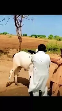 Eid Say phaly Qurbani ka Janwar Very Dangerous 😲😲 #eidqurbani2023 #qurbani ￼