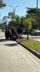 Maltrato animal: un caballo se desplomó por el agotamiento tras tirar de un carro