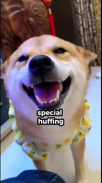 10 Amazing Facts About Dogs #facts #amazingfacts #dog #dogfacts #dogshorts #ytshorts #shorts