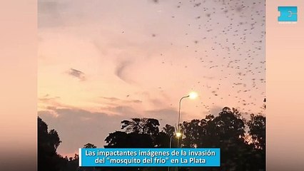 Las impactantes imágenes de la invasión del mosquito del frío en La Plata