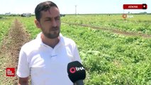 Adana'da karpuz tarlada 10 liraya kadar düştü
