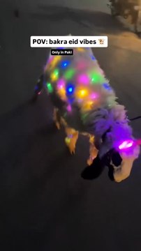 Bakra Eid Vibes in Pakistan #eid #videos #bakraeid #news #azha #adha #goat