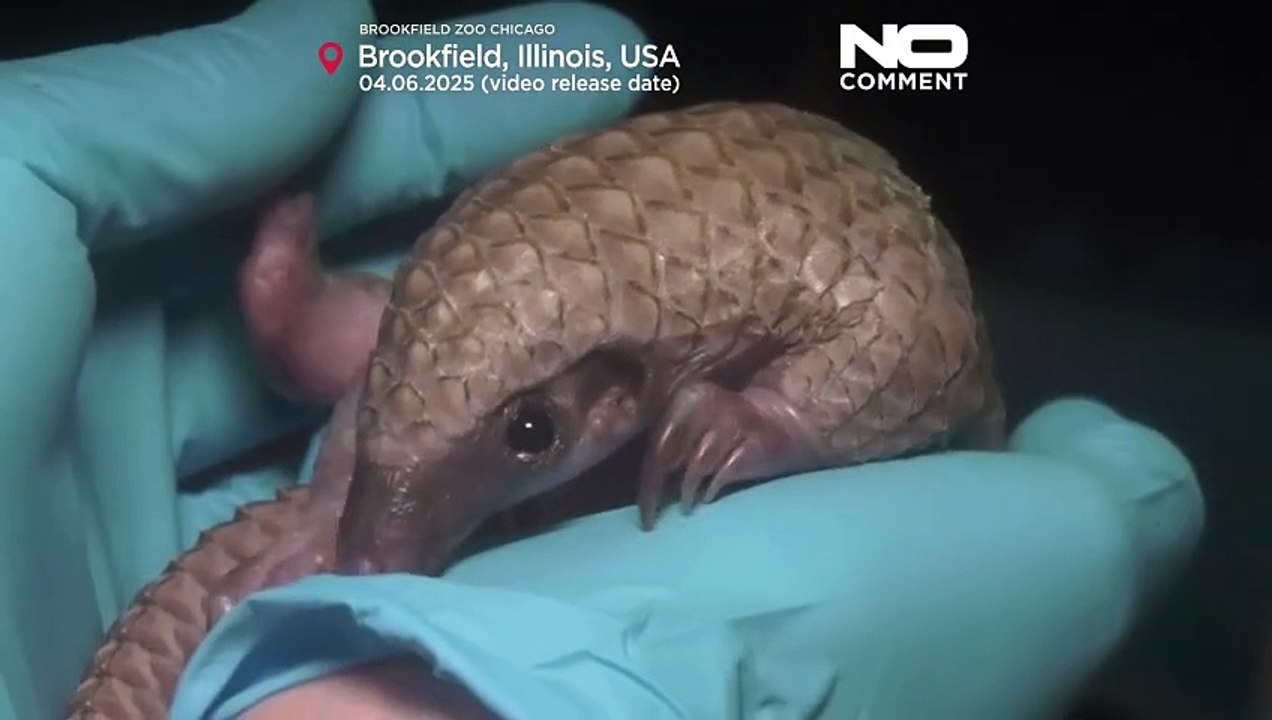 Pangolin des Brookfield Zoos im Mittelpunkt neuer Tierdoku