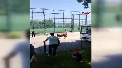 Her bayram aynı manzara! Kaçan kurbanlık mahalleliyi harekete geçirdi