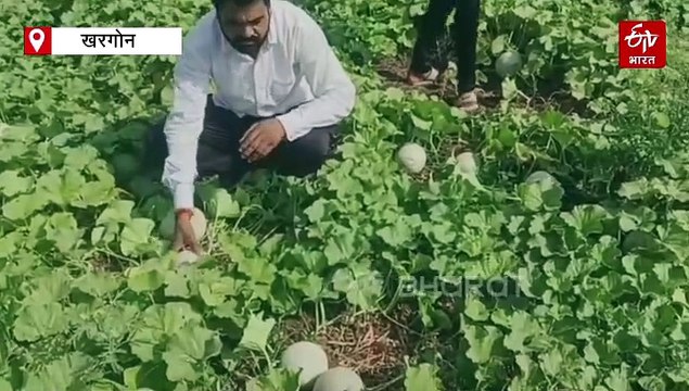 खरगोन के 8वीं पास किसान का जुगाड़ देखो, 60 दिन में कमा रहे है 8 लाख रुपये