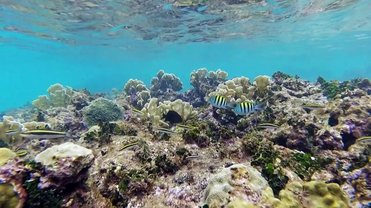 Erderwärmung, Übersäuerung, Müll: Stress für die Weltmeere