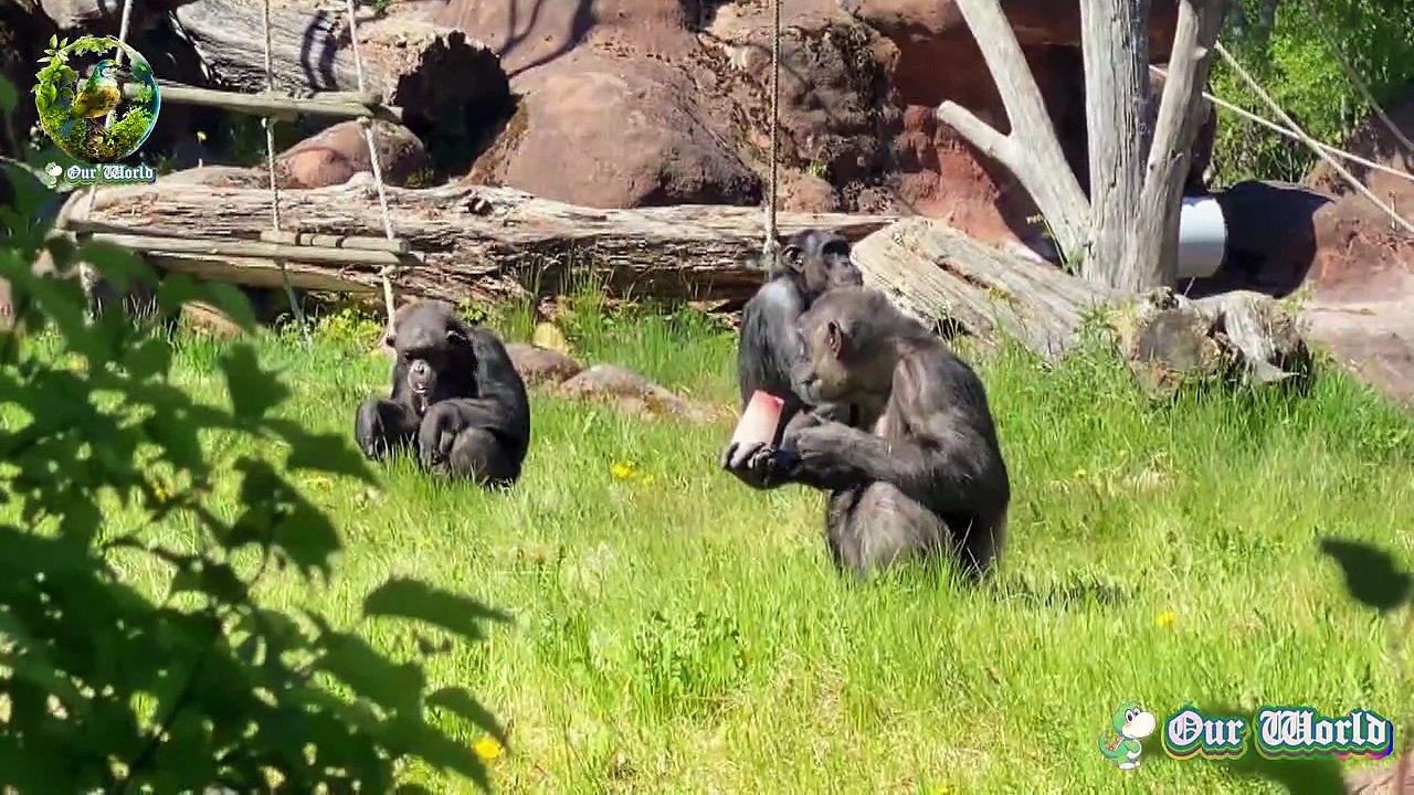 Chimpanzee