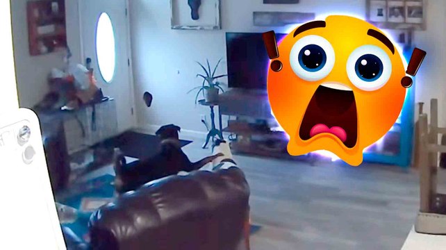 Kamera fångar hysteriskt ögonblick: hund gör hål i väggen och stelnar av chock