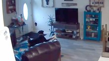 Kamera hält urkomischen Moment fest, in dem ein Hund ein Loch in die Wand schlägt und vor Schreck erstarrt