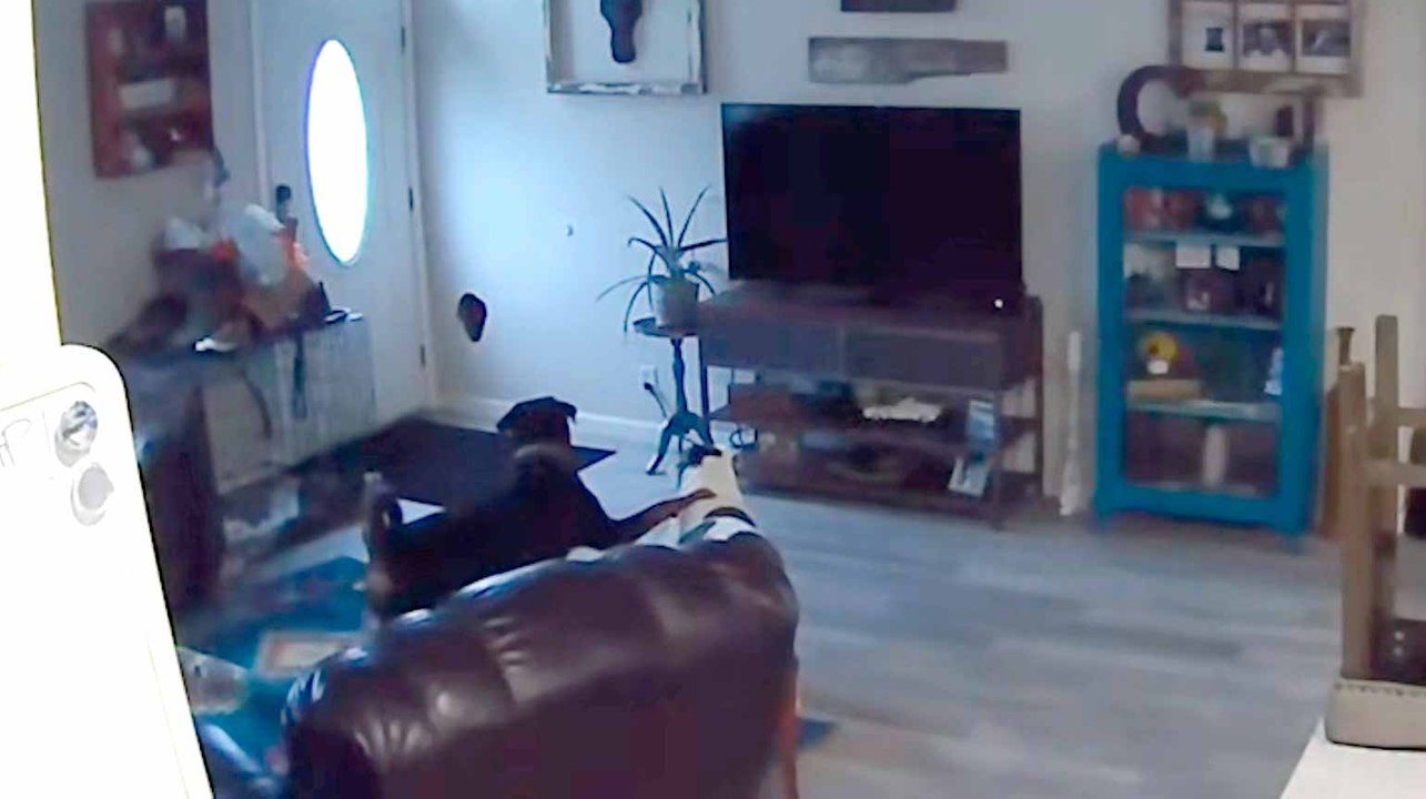 Kamera hält urkomischen Moment fest, in dem ein Hund ein Loch in die Wand schlägt und vor Schreck erstarrt