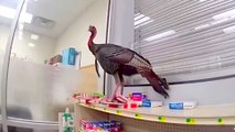 Things Got Fowl Fast When This Turkey Took Over the Scene