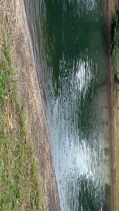 Venti mucche cadono nel canale Villoresi: salvate dai vigili del fuoco