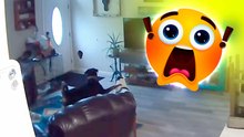 Camera captures hilarious moment as dog crashes through wall and freezes in shock