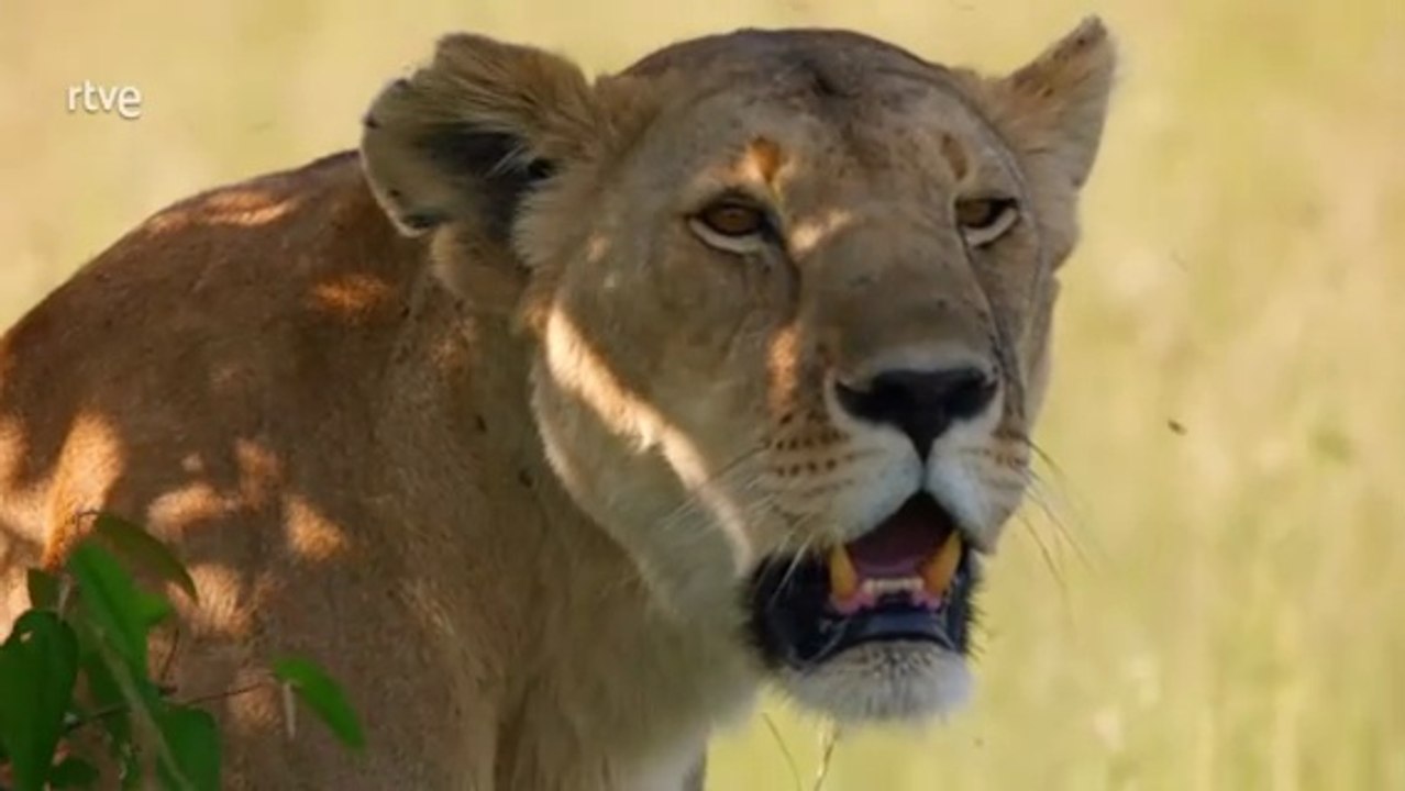 Documental Leones contra Hienas: La Batalla de Supervivencia en la Sabana