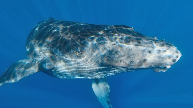 The Wild Ones - saison 1 Bande-annonce VO STFR