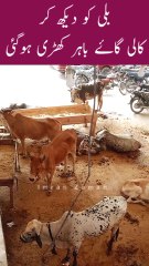 CAT ko Dekh kr Black COW Bahar Khari Hogai😱