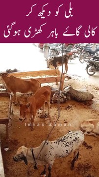 CAT ko Dekh kr Black COW Bahar Khari Hogai😱