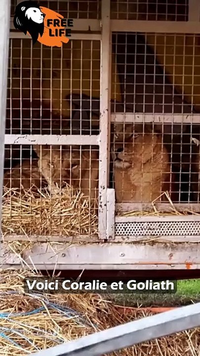 Sauver les lions !