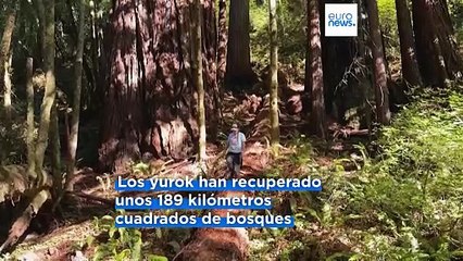 La tribu yurok recupera su territorio ancestral en el mayor proyecto de esta naturaleza en California