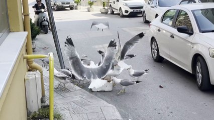 Balık kasası martıların savaşı alanına döndü