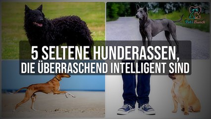 Top 5 Exotische Hunderassen, die Überraschend Intelligent Sind!