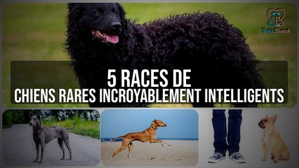 5 Races de Chiens Rares Incroyablement Intelligents : Les Plus Malins !