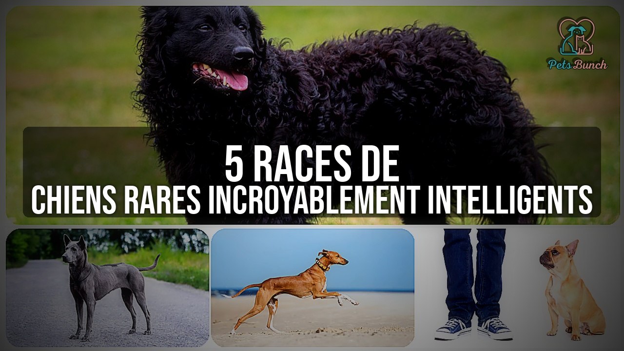 5 Races de Chiens Rares Incroyablement Intelligents : Les Plus Malins !