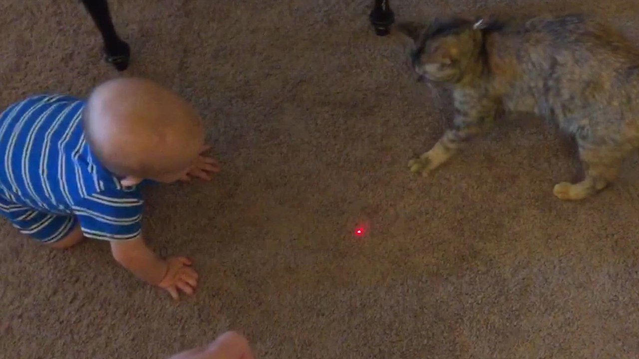 Pets vs Laser Pointers