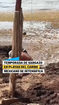 El sargazo invade las playas del Caribe