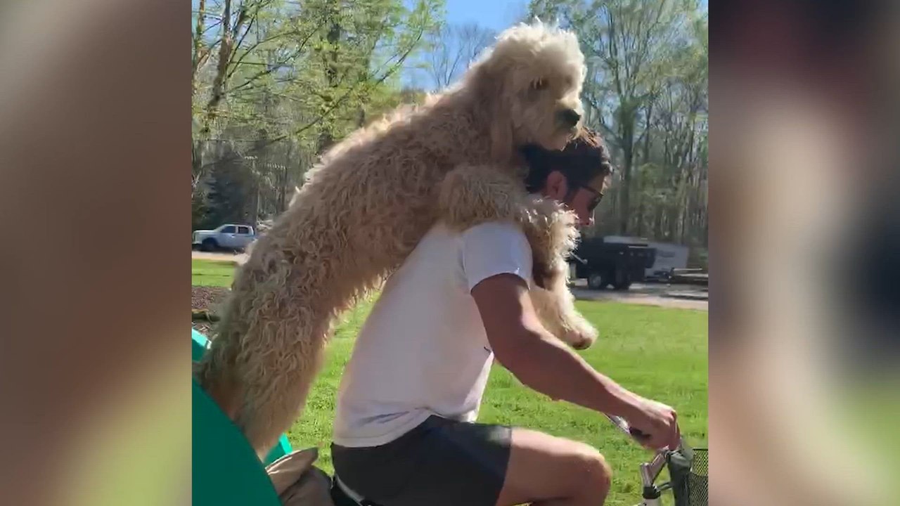 Dog Park