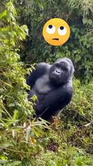 #funny shorts#viral video #comedy#chinese