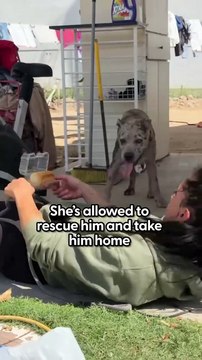 5-Year-Old Hero Feeds Starving Dog 🐶🍞 — Until Rescue Finally Arrives ❤️😭