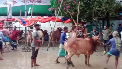 জমে উঠছে কোরবানীর গরুর হাট, কমলাপুর-মুগদা গরুর হাটে কিছু সময়