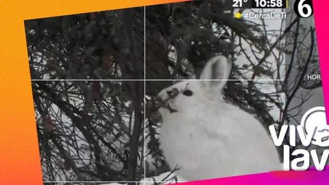 Estos son los animal que habitán en los lugares más fríos del mundo