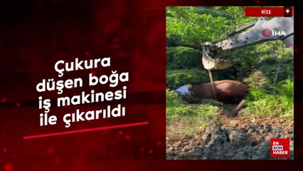 Rize’de çukura düşen boğa iş makinesi ile çıkarıldı