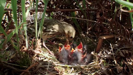 Springwatch 2025 episode 8