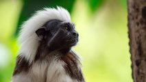 El tití cabeciblanco una especie que sigue en peligro por el tráfico y la caza ilegal