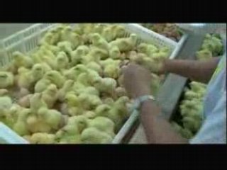 Le Marché de la Faim - Trailer