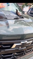 Man Offers Water As Parched Bird Drinks